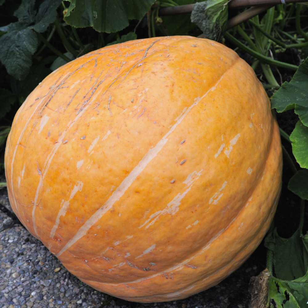 Plant potimarron motte 7cm