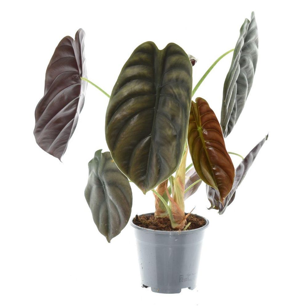 Alocasia red secret - ø14cm - ↕35cm - plantes d'intérieur