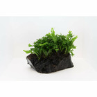 Plante aquatique : Microsorium Pteropus Windelov sur souche M