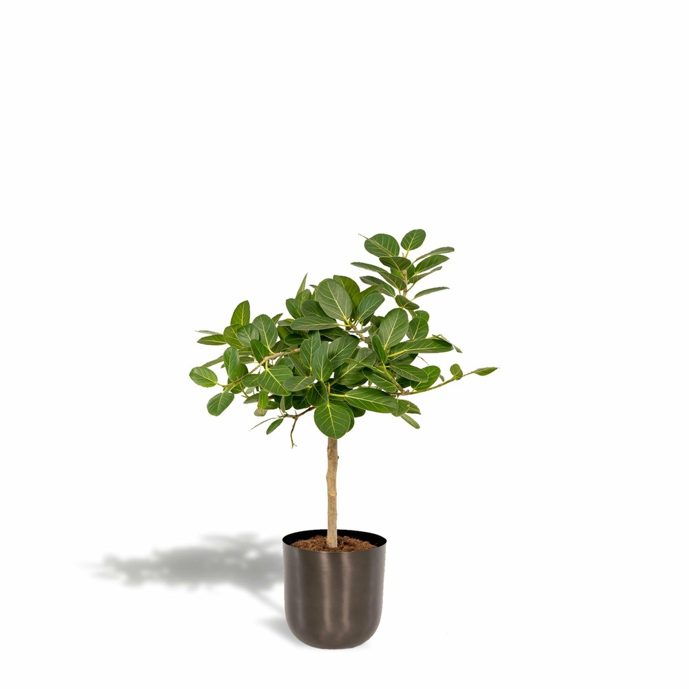Ficus benghalensis et son cache-pot noir - h90cm, ø21cm - grande plante d'intérieur