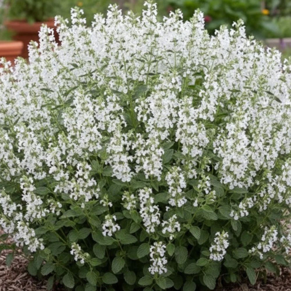 Germandrée petit-chêne blanche lot de 3 godets