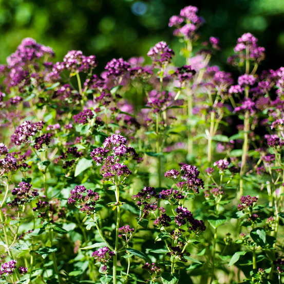 Lot de 3 - origanum vulgare - plante d'origan - plantes aromatiques - hauteur 10-20 cm - pot 9x9 cm