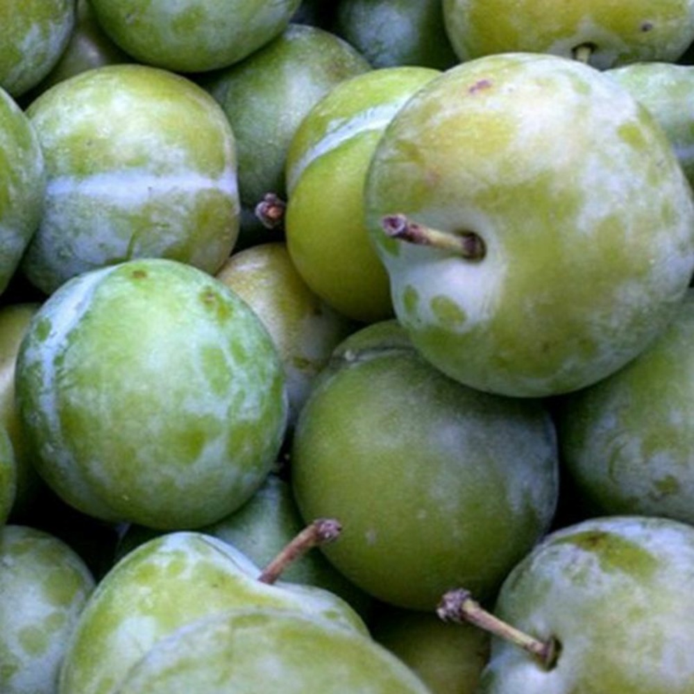 Prunier nain 'plum me' ® green claudia (prunus domestica 'plum me' ® green claudia)