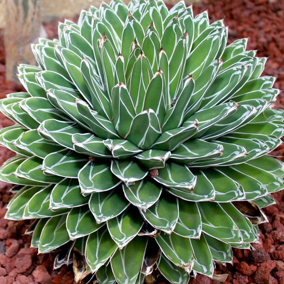 Agave de la reine victoria pot de 12 cm / 13 cm
