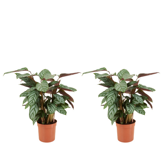 Lot de 2 - calathea compactstar - plante d'intérieur - facile d'entretien - purifiante - h. 30-40 cm