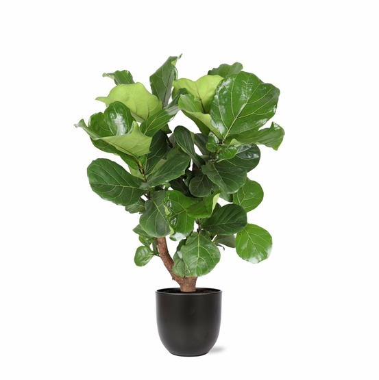 Ficus lyrata et son pot noir - hauteur 110cm