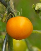 3 plants de tomate orange queen, les 3 plants / ø 10.5cm