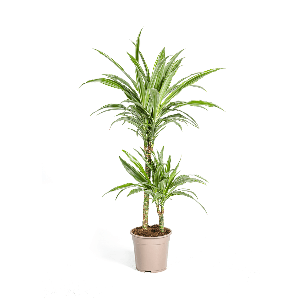 Dracaena deremensis white stripe ø19cm - ↕70 - 90cm - plantes d'intérieur