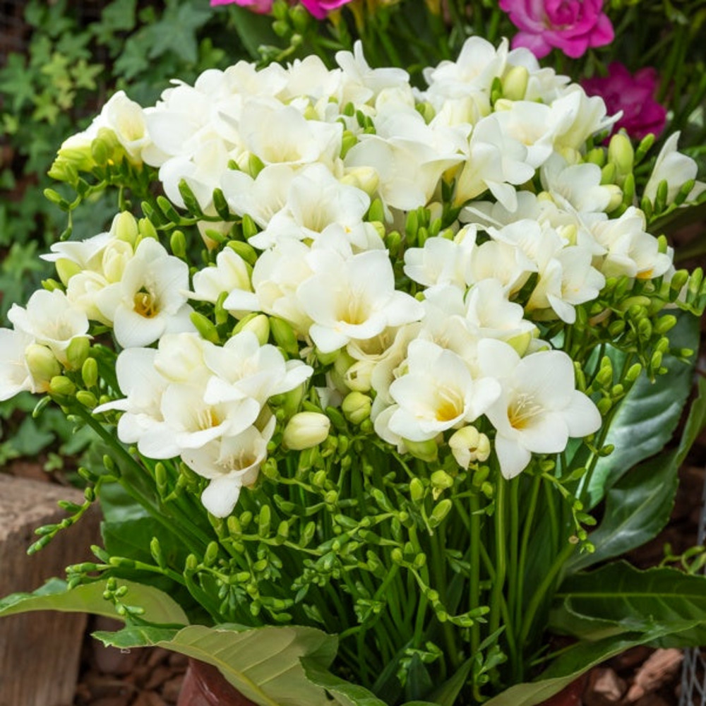 15 freesia simple blanche - le sachet de 15 bulbes / circonférence 5-6cm, vendu par lot de 4
