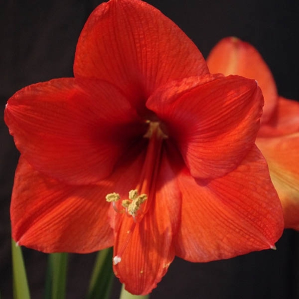 Amaryllis belladonne 'orange souvereign' bulbe calibre 30/32, extra