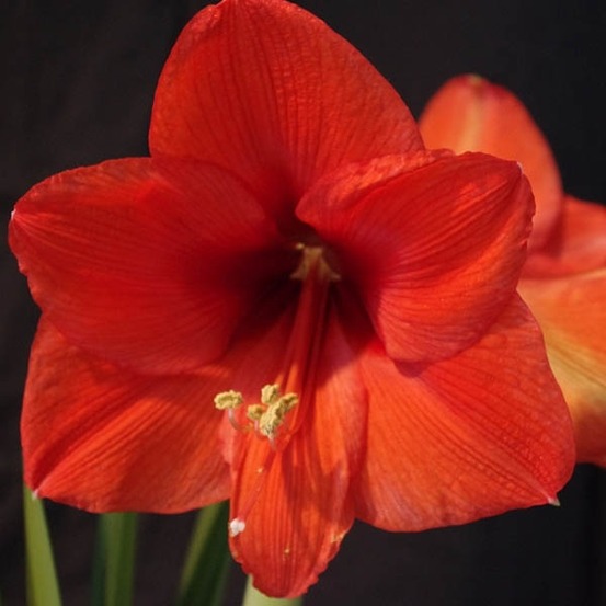 Amaryllis belladonne 'orange souvereign' bulbe calibre 30/32, extra