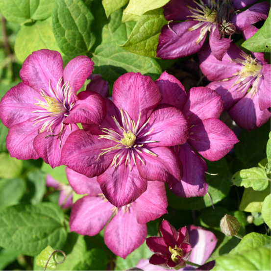 Clematite - clematis ville de lyon 70cm