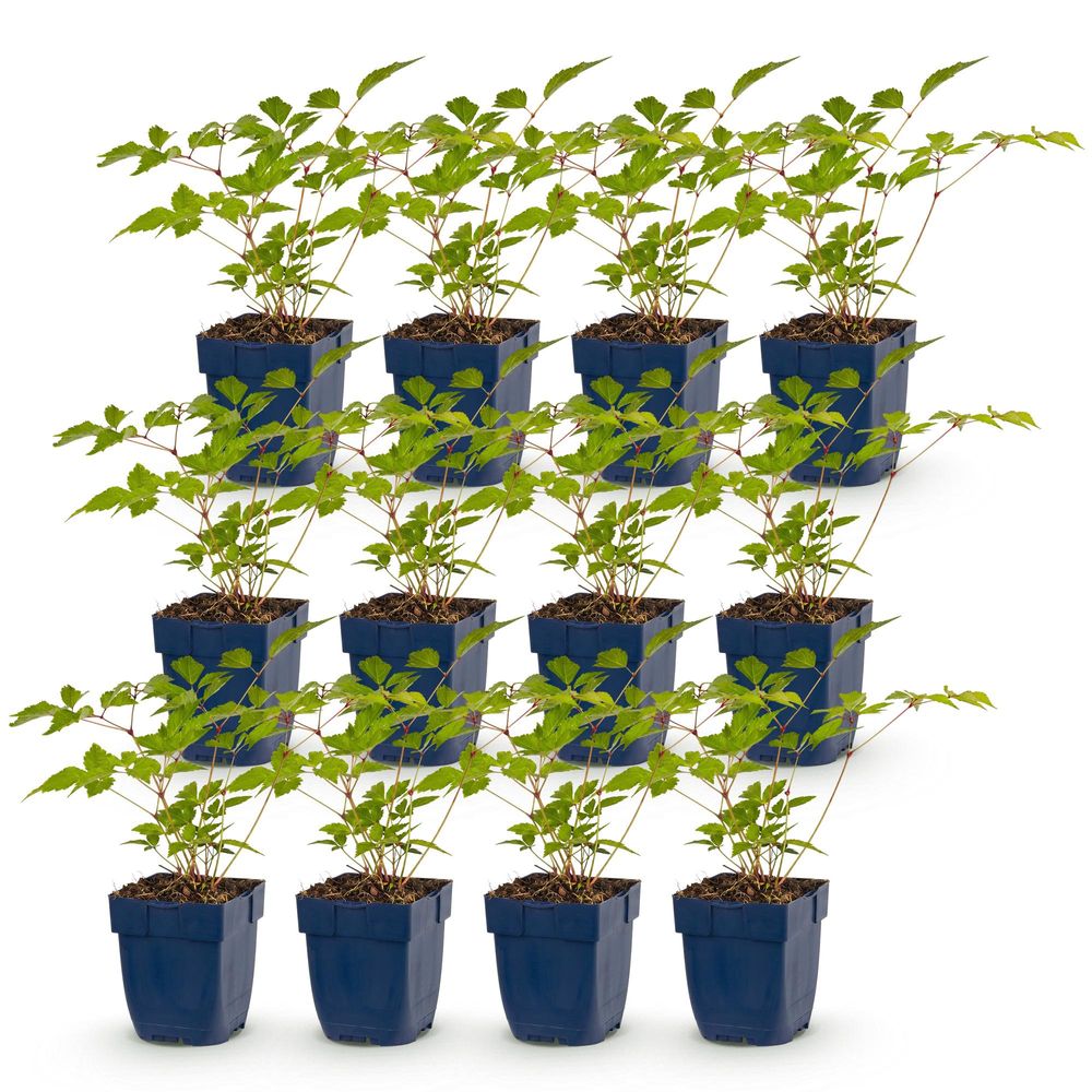 Astilbe 'europa' - lot de 12 - pot 11 cm - hauteur 25 cm