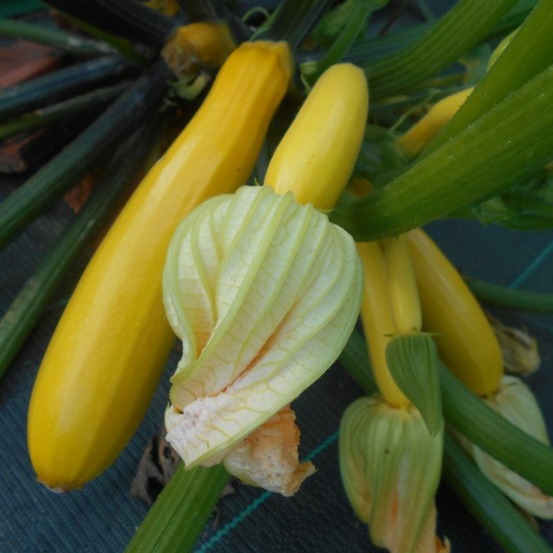 Plant de courgette jaune gold rush bio - lot de 8 (livraison offerte)