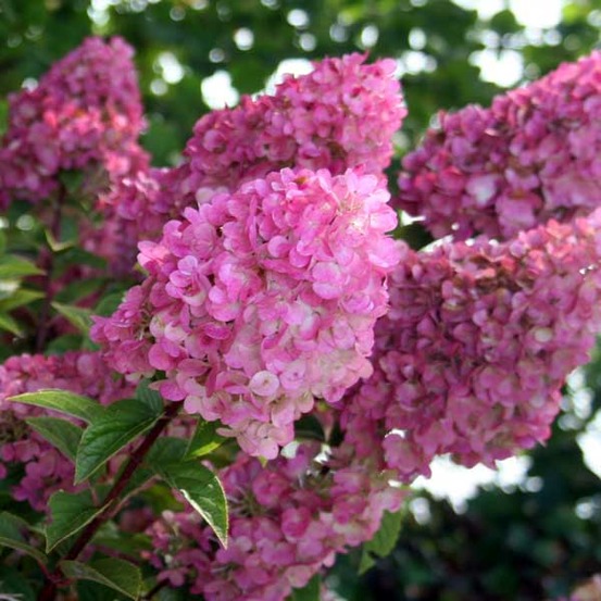 Hortensia paniculé 'sundae fraise'® godet de 8/9 cm