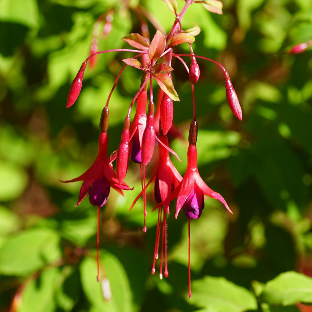 Fuchsia de magellan riccartonii - le pot / ø 9cm