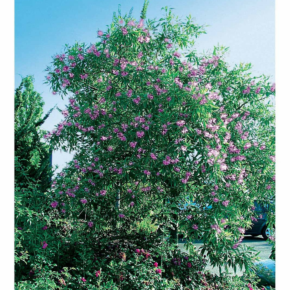Chitalpa pink dawn - le pot / 3l / hauteur livrée 60-80cm