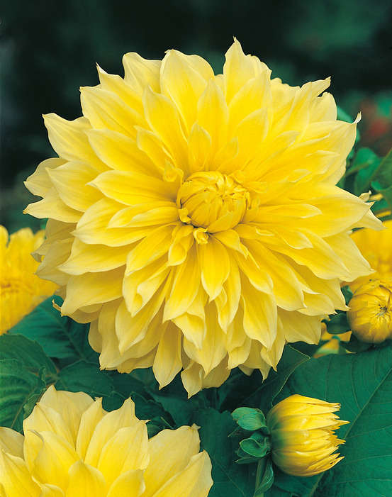 Dahlia geant soleil