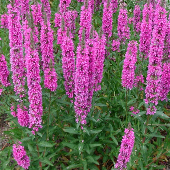 Salicaire the beacon, lythrum lot de 9 godets