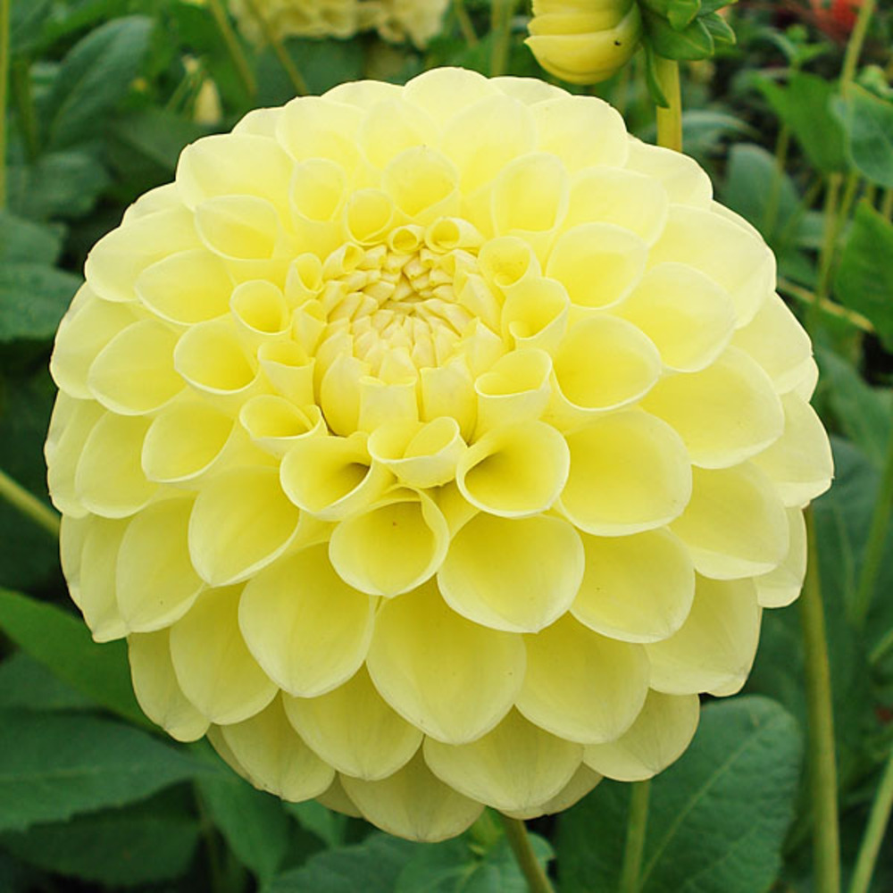 Dahlia balle 'joey martina' bulbe calibre i
