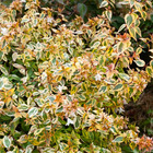 Abélia grandiflora kaleidoscope®, le pot / 2l / hauteur livrée 30-40cm
