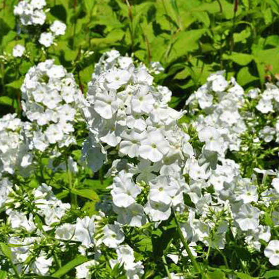 6 x phlox paniculé 'rijnstroom' - phlox paniculata 'white admiral' - godet 9cm x 9cm