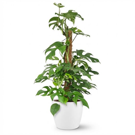 Monstera minima avec tuteur - monstera rhaphidophora tetrasperma - pot de 19cm - hauteur 90cm - plantes d'intérieur