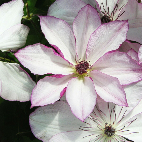 Clématite omoshiro pot de 1,5l - tuteur bambou 30/60 cm