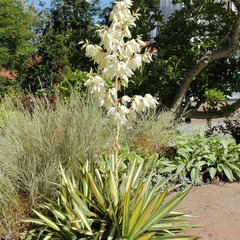 Yucca filamentosa 'color guard' pot de 2l/3l