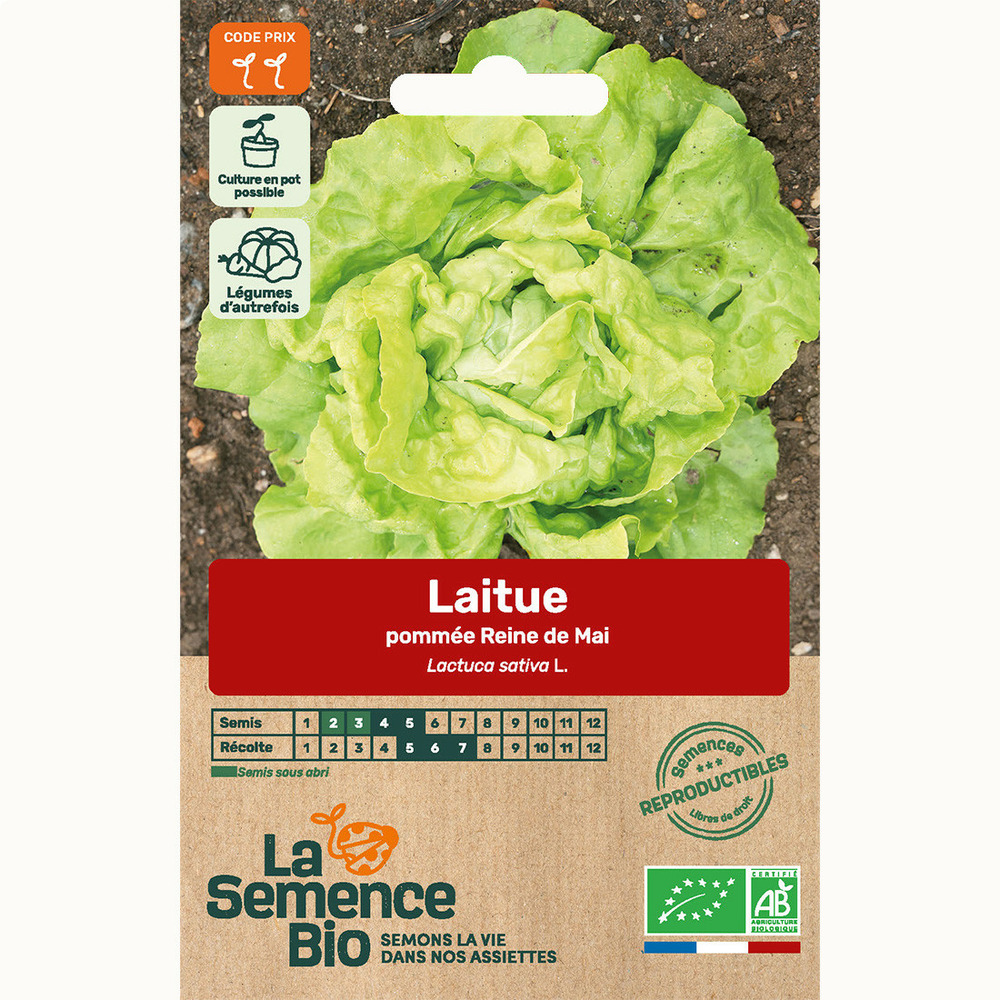 Laitue pommée reine de mai - graines bio