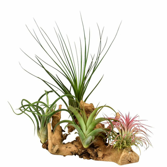 Tillandsias sur support en bois - le kit