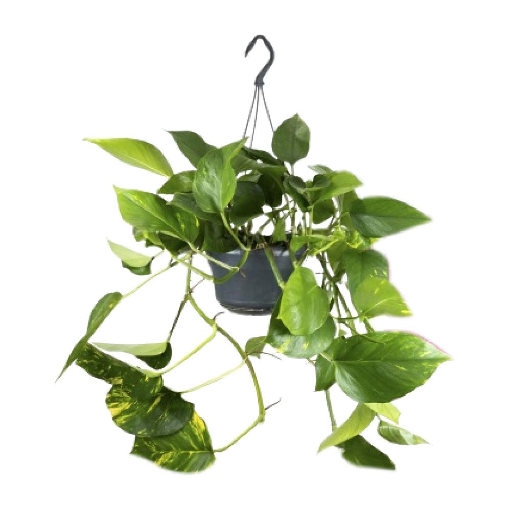 Epipremnum aureum - ø15cm - ↕25cm - plantes d'intérieur