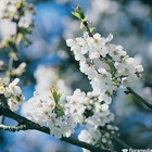 Prunus serrulata ukon c.15l