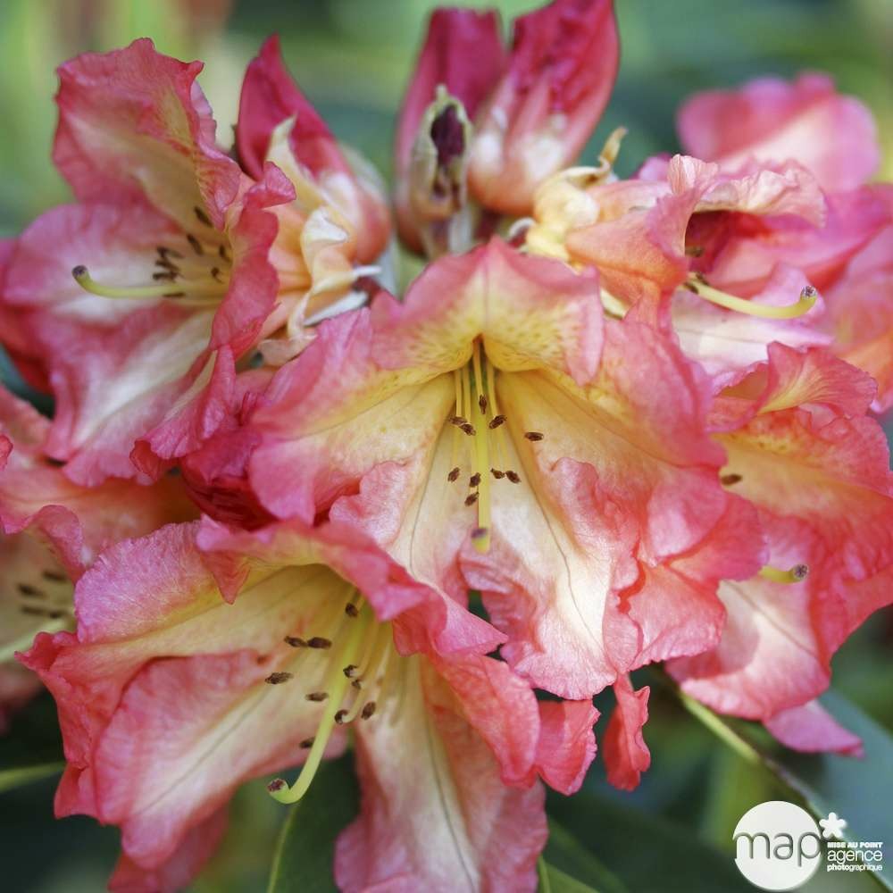 Rhododendron x 'sunfire':conteneur 7,5l