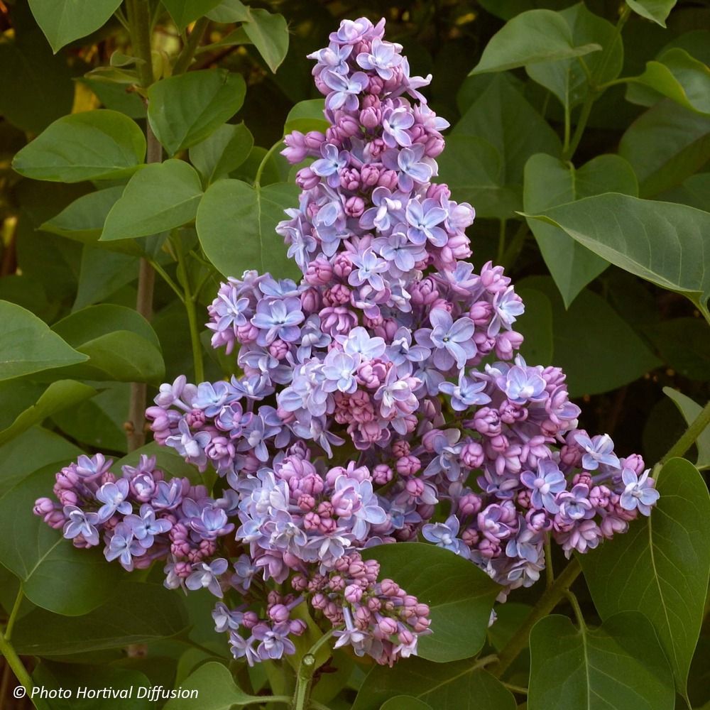 Lilas commun 'president grevy' pot de 12l/15l