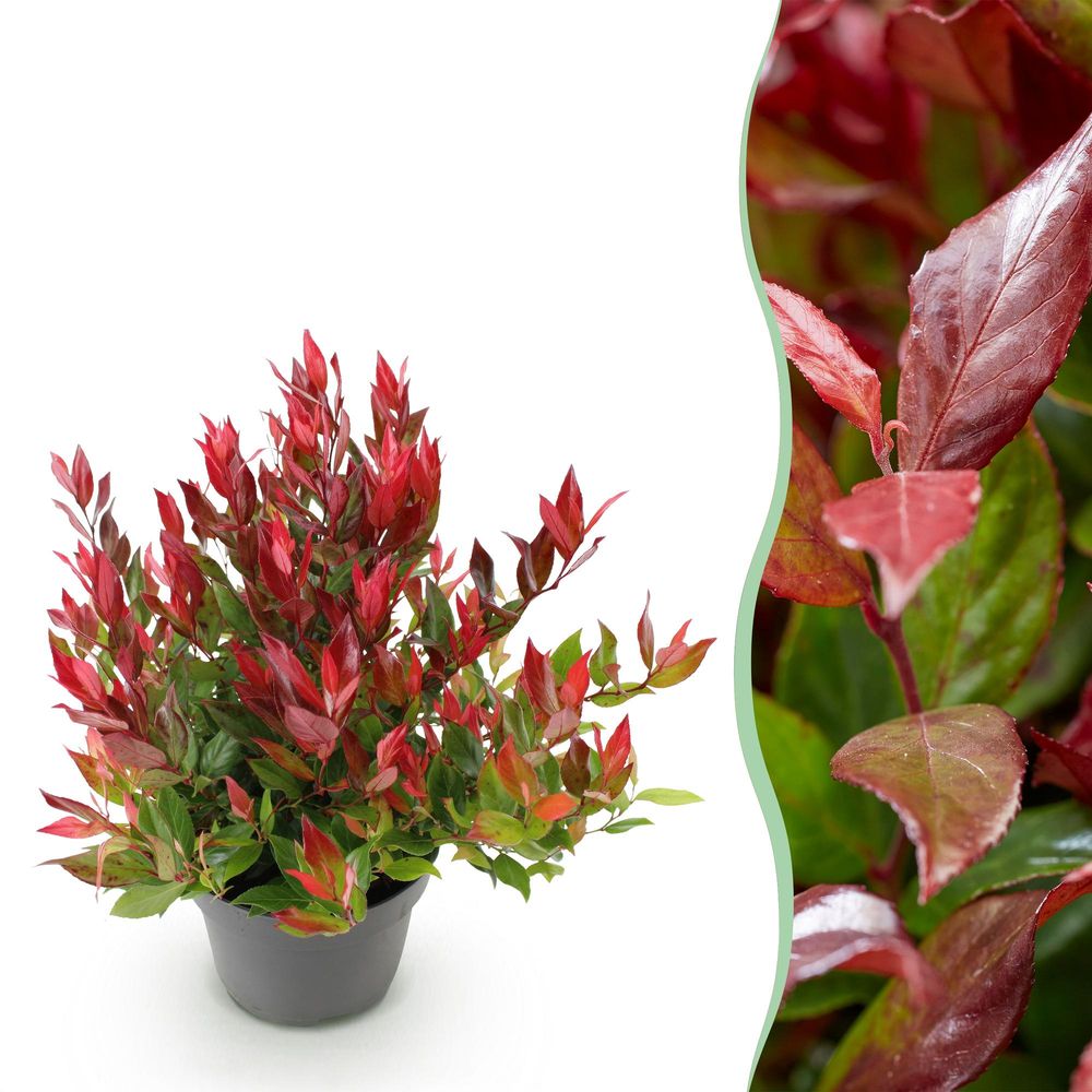 Leucothoé 'little flame' - pot 17 cm - hauteur 40 cm - plante d'extérieur