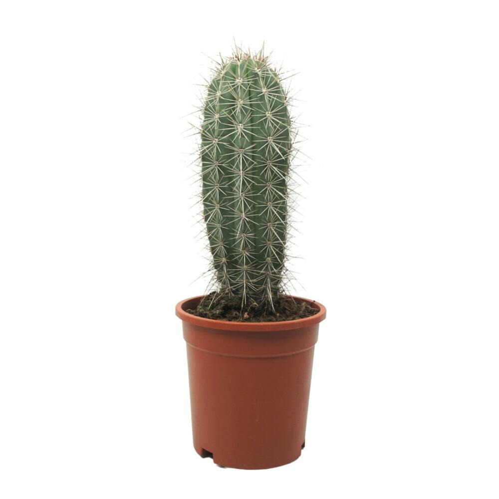 Géant gris cactus colonnaire pachycereus pringley entretien facile 17cm plante solitaire