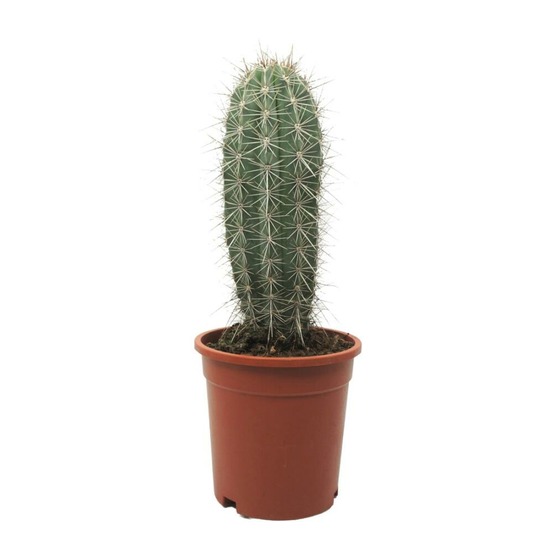 Géant gris cactus colonnaire pachycereus pringley entretien facile 17cm plante solitaire