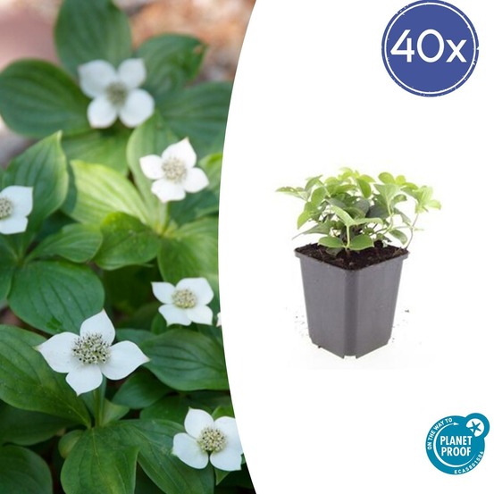 Cornouiller du canada x40 – entre 2,5 et 3,33m2