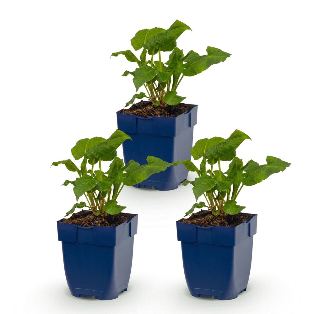 Renouée 'alba' - lot de 3 - pot 11 cm - hauteur 25 cm - plante d'extérieur