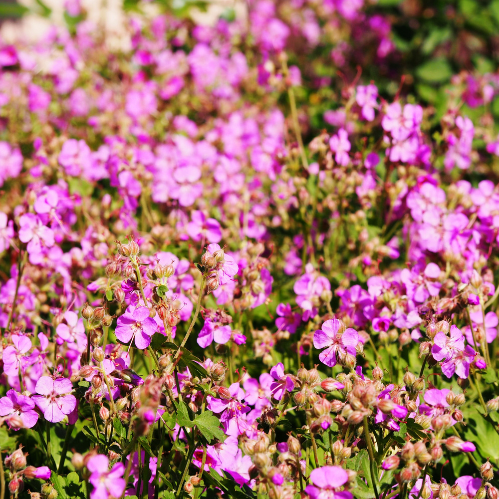 Lot de 3 - géranium cantabrigiense cambridge - géranium rosat - hauteur 10-20 cm - pot 9x9 cm