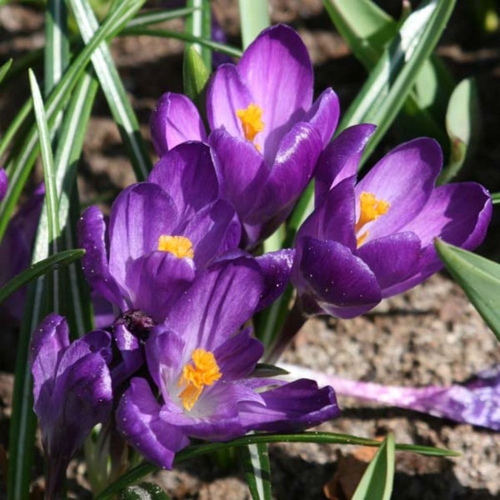 Crocus 'flower record' bulbe calibre 7/8 (par 25)