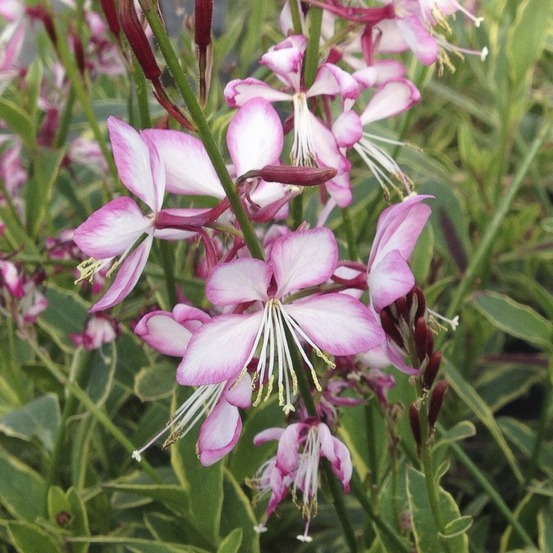 Gaura de lindheimer 'freefolk rosy' godet de 8/9 cm