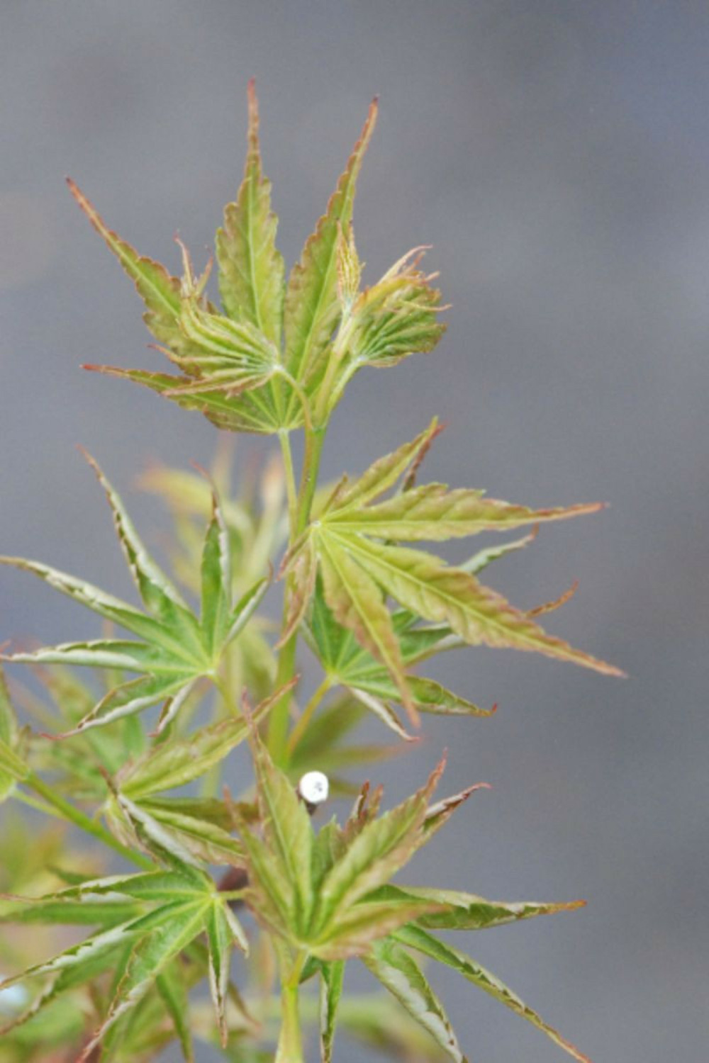 Erable du japon 'okushimo' - en pot de 2 litres
