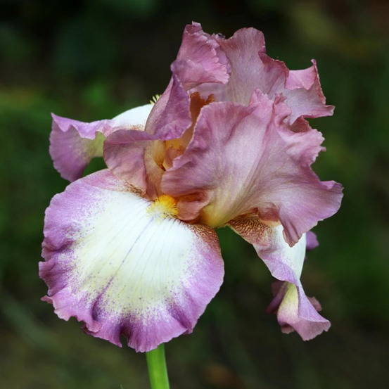 Iris des jardins floorshow pot de 1 litre