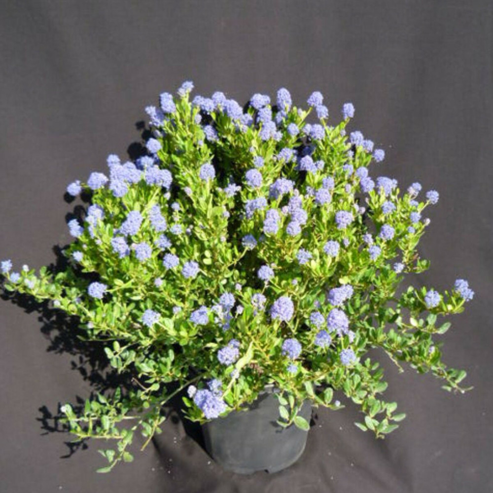 Céanothe, lilas de californie skylark pot de 3l - 20/40 cm