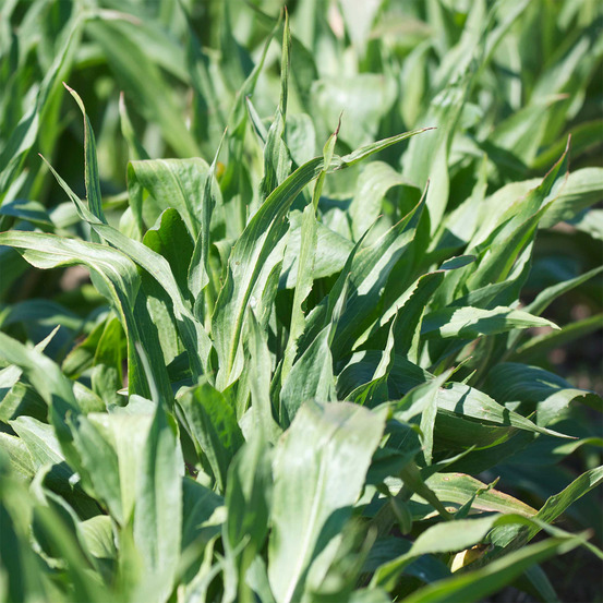 Scorsonère 'géante noire de russie' le sachet de 300 graines environ (5g)
