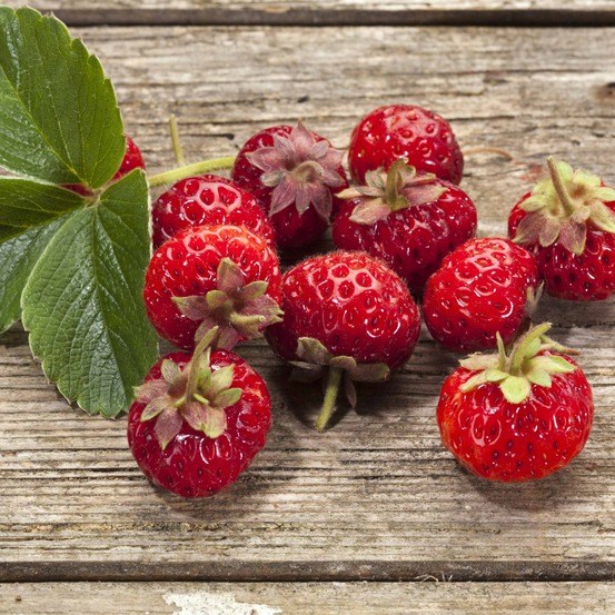 2 fraisiers framberry ® - les 2 pots / 7cm / hauteur livrée environ 9cm