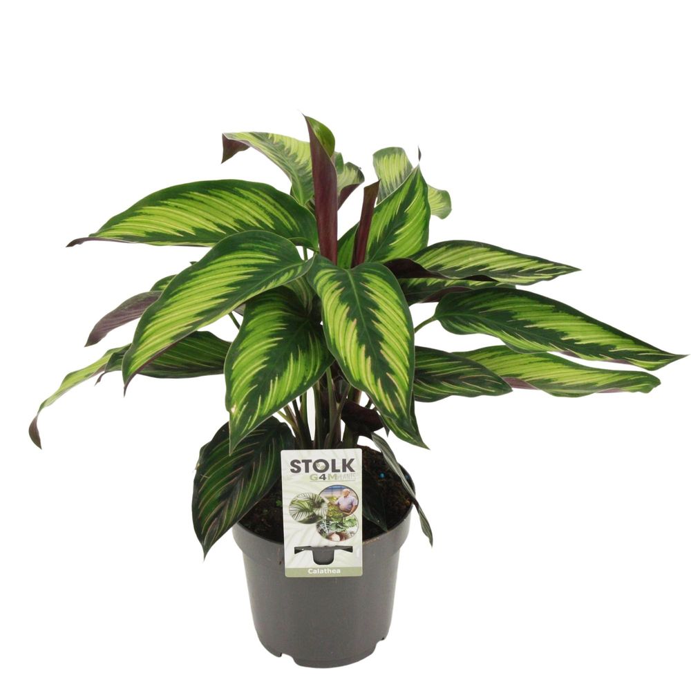 Calathea 'majestica princeps' - pot de 14cm - hauteur 45cm - plantes d'intérieur