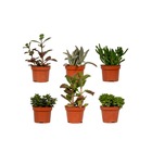 Succulentes, box de 6 plantes - h12cm, ø10,5cm - plantes d'intérieur